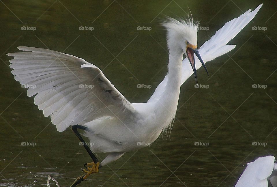 Snowy Egret Chasing Another Egret