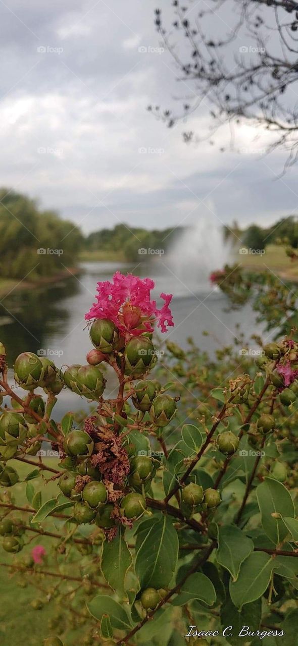 Just enjoy the beautiful God has sent your way. A beautiful park ready for a jog. Just for a beautiful scenery just enjoy the waterfall and the beauty of the blooming here on earth.