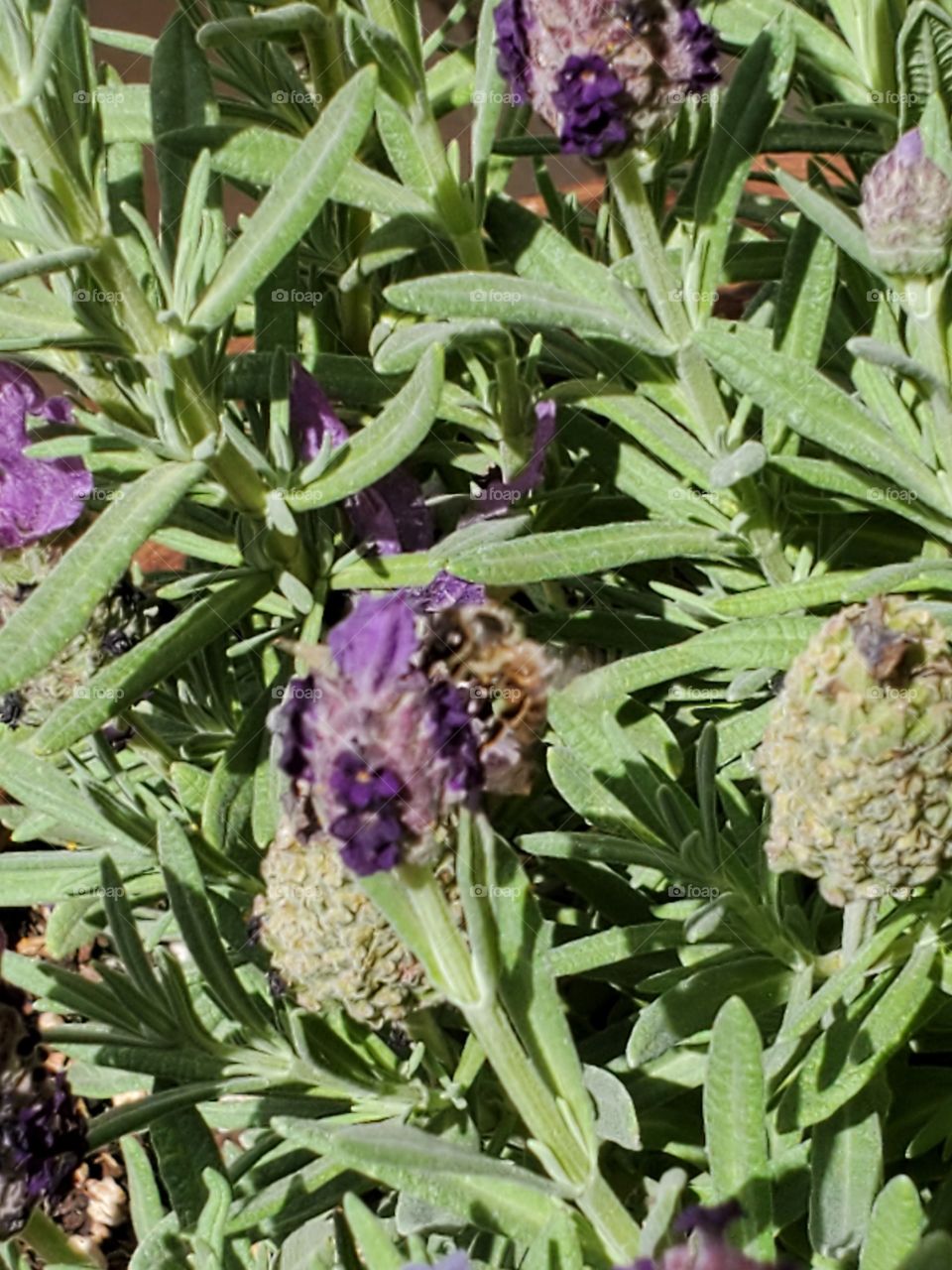 Honey bee on lavender