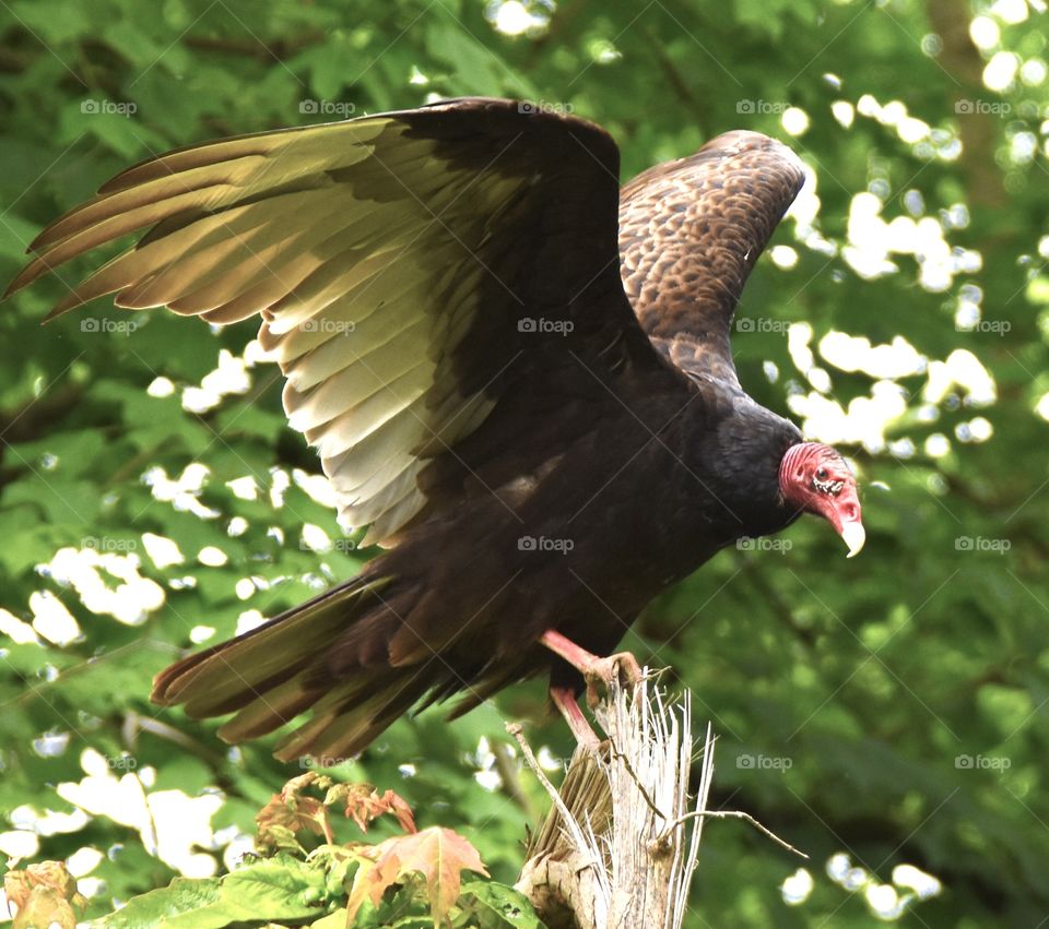 Turkey vulture with wings spread 