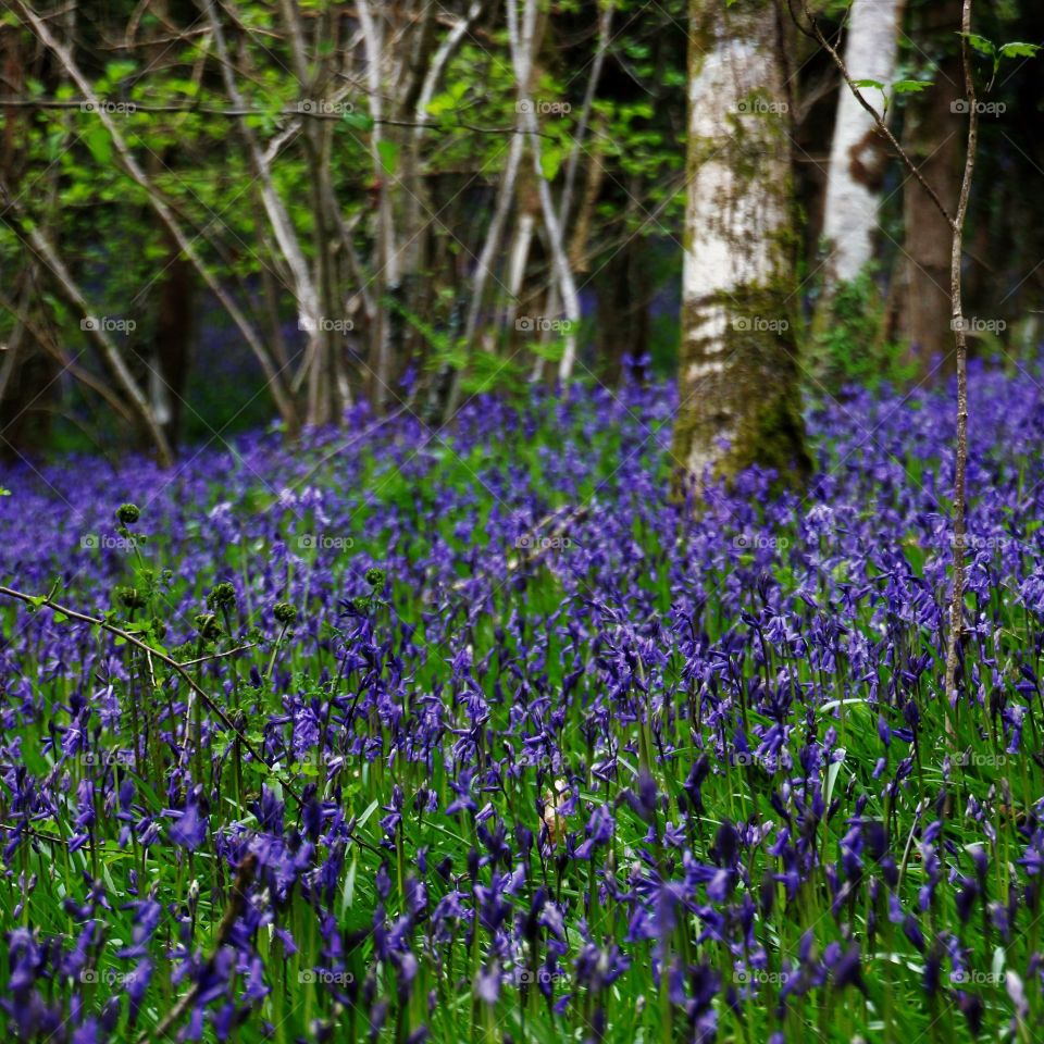 more bluebells!