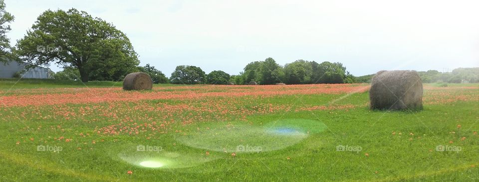 No Person, Grass, Landscape, Agriculture, Outdoors