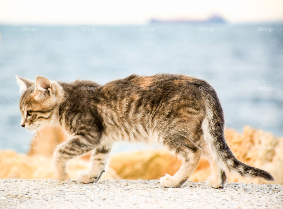 Tabby cat walking at outdoor