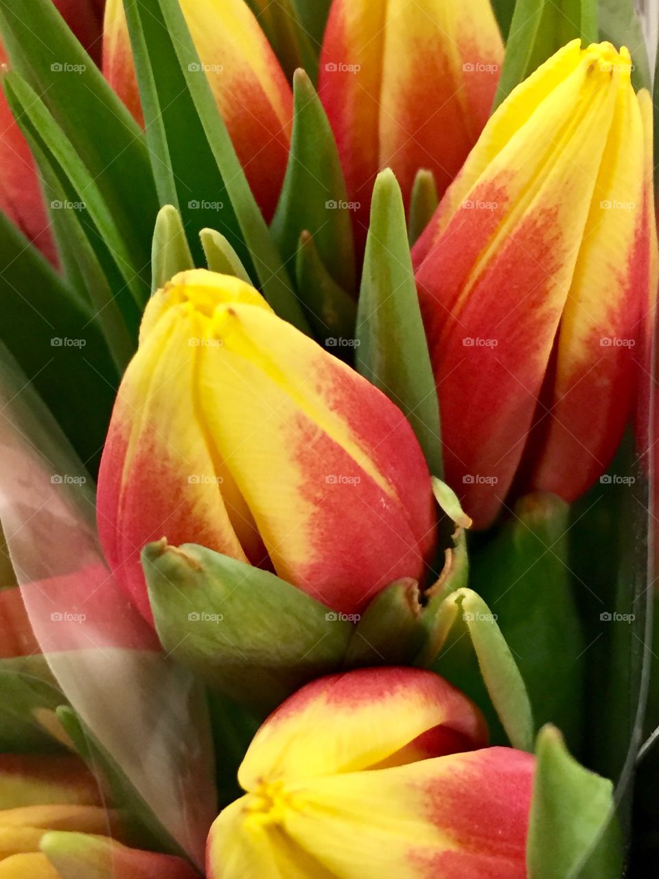 Tulips