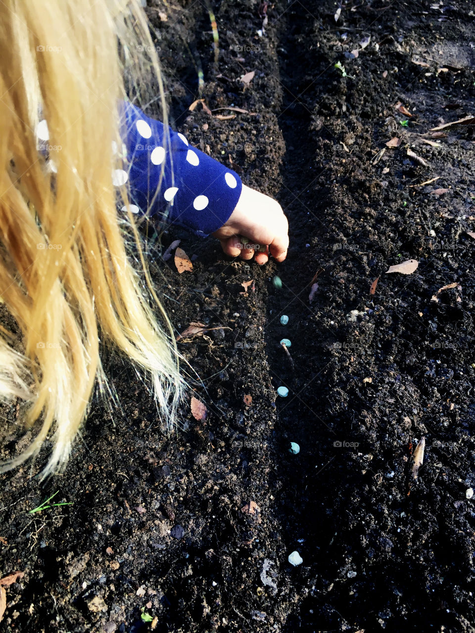 Little girl with long blonde hair planting green peas in the soil of a raised bed for a spring garden.
