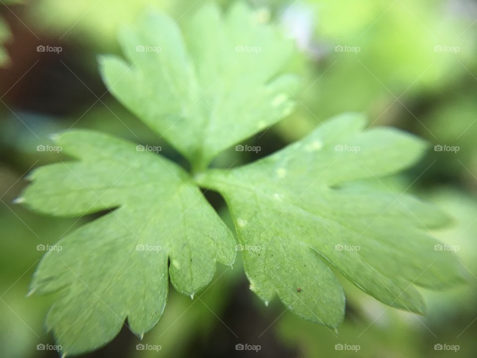 Parsley leaf close up