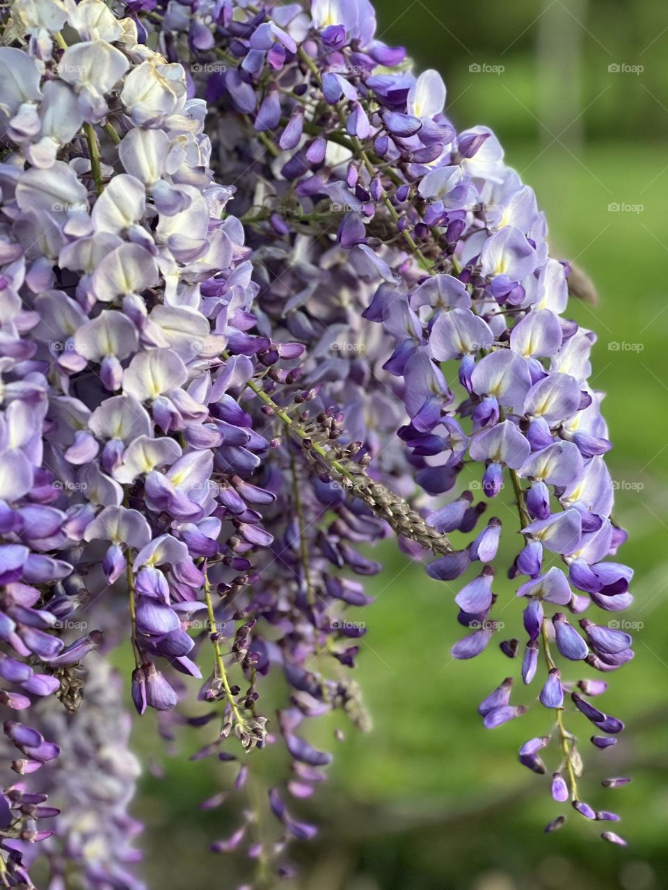 Wisteria 