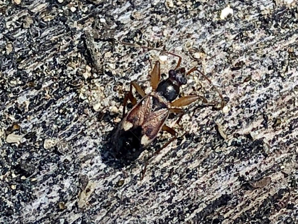 Seed bug