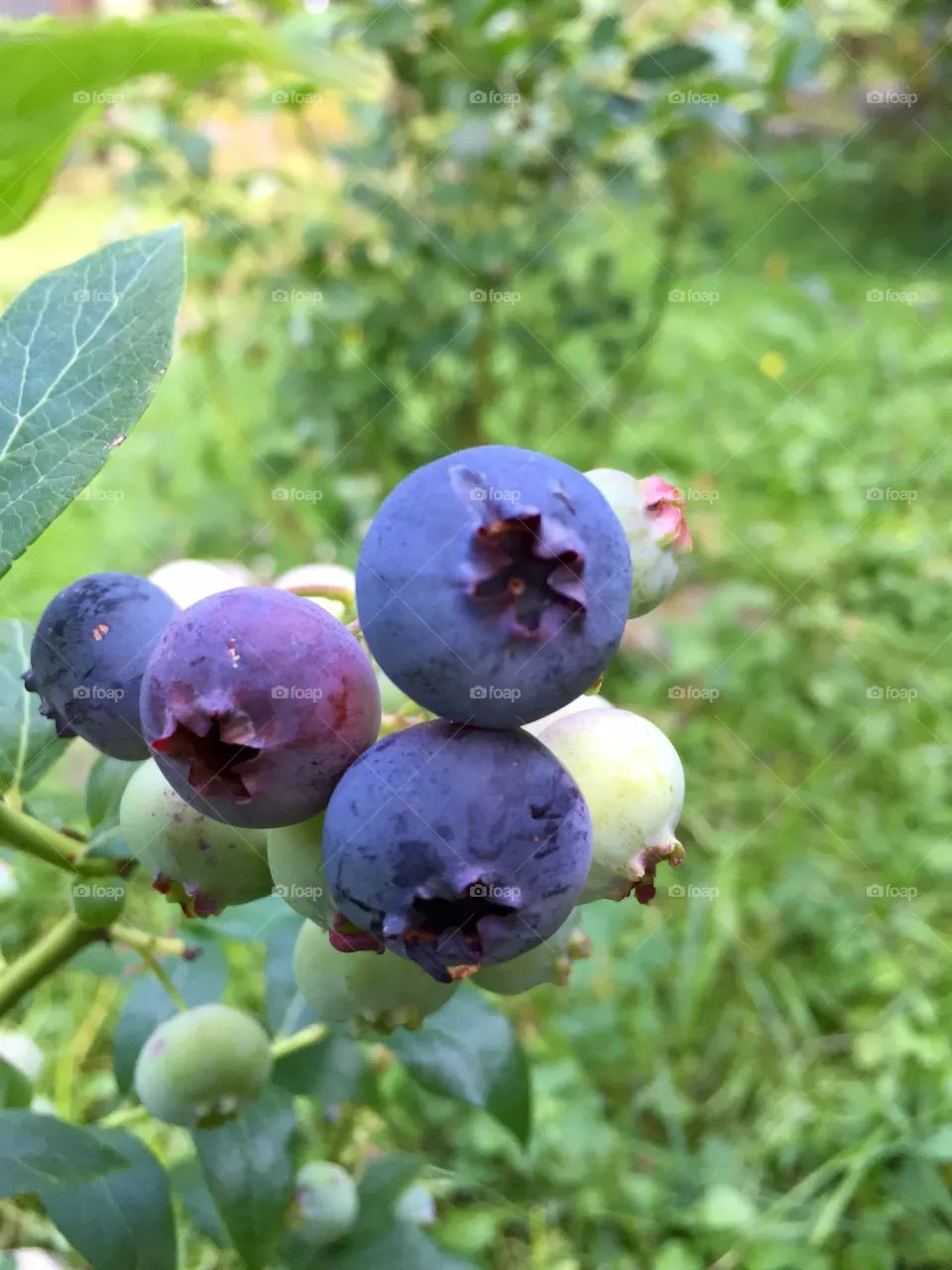 Blueberry
