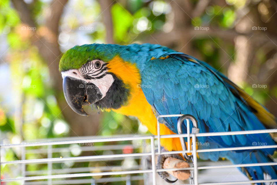Blue and yellow macaw perching on wood