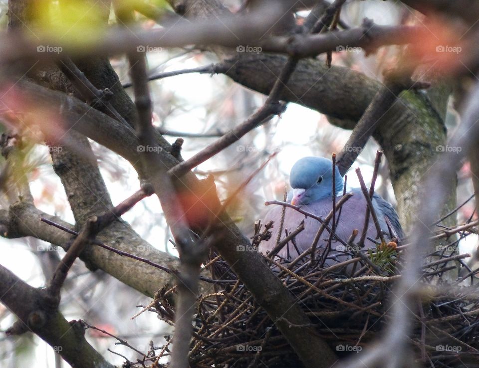 Cute wild pigeon in the nest
