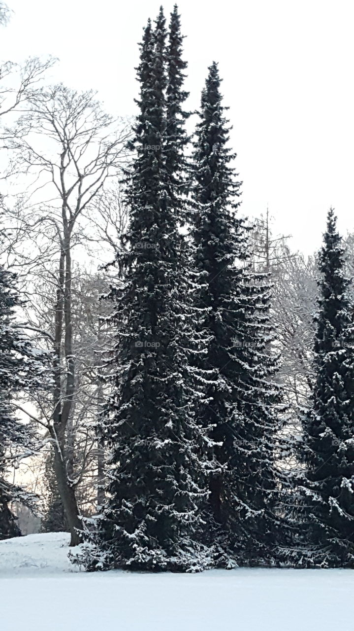 pine tree with snow