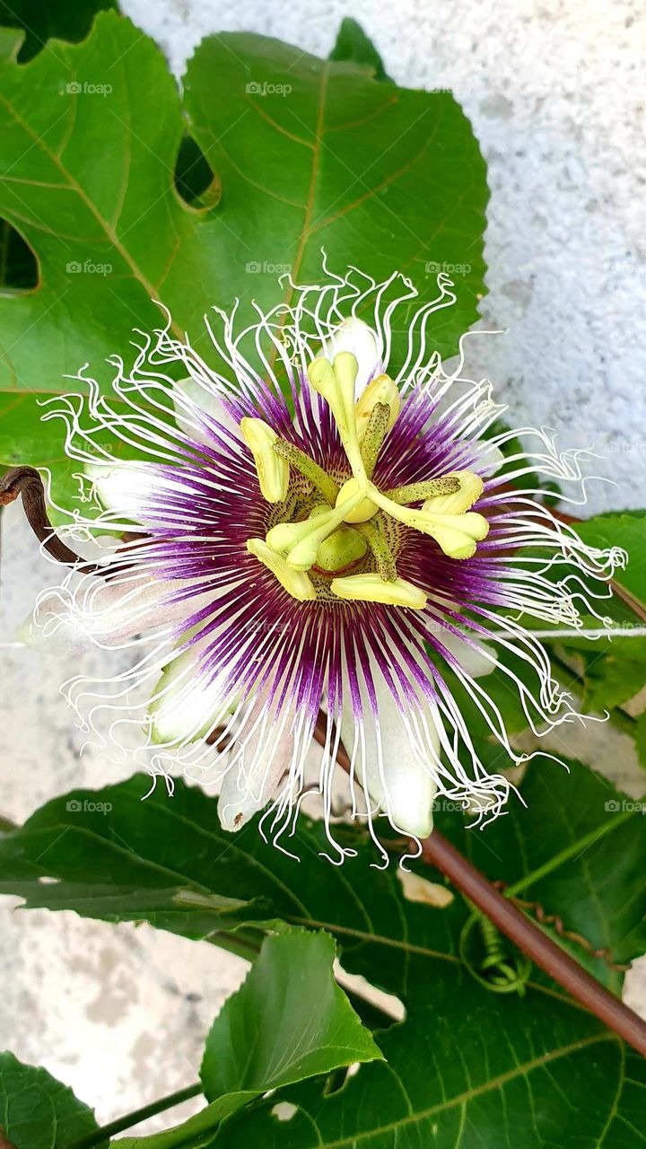 beautiful flower of colorful, delicate and splendid white passion fruit