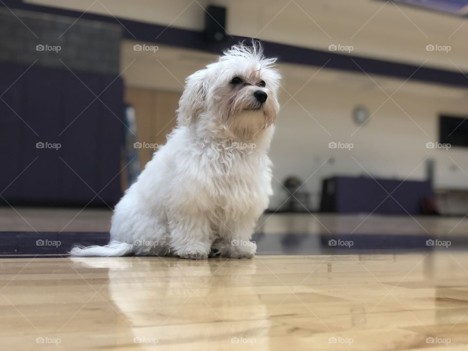 Just a puppy with a dream to be a star basketball player.