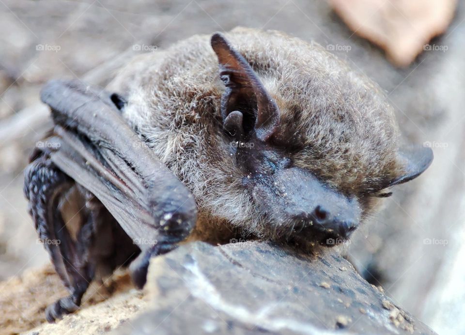 Nathusius's pipistrelle, Animal