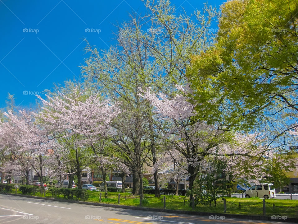 Cherry blossom tree on the road 