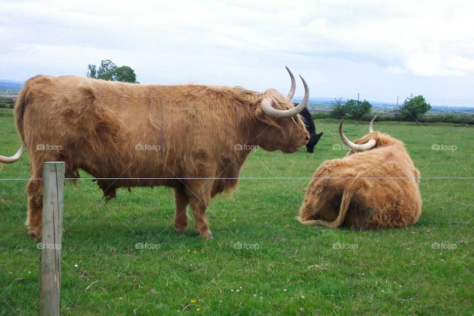 Highland Cows