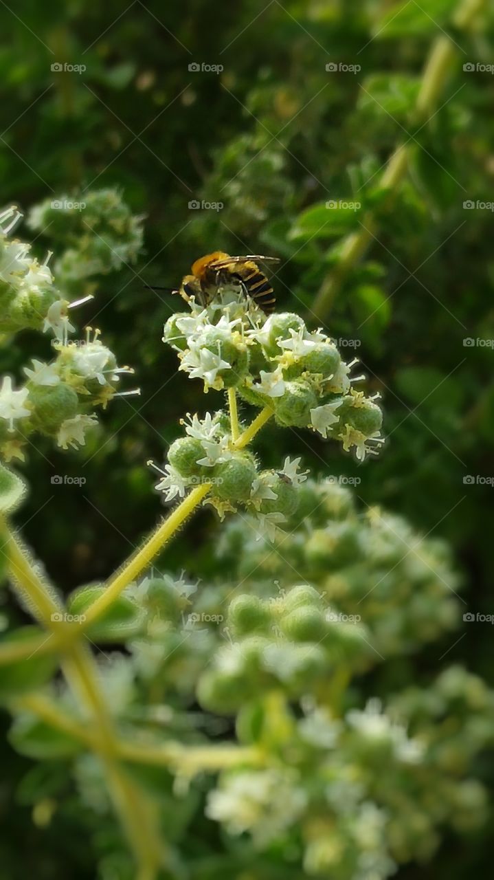Close-up of bee pollinating on oregano