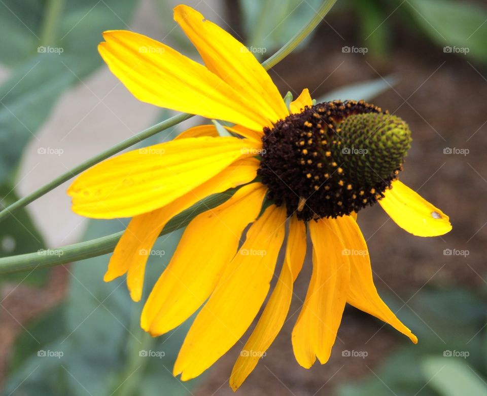 Black eye susan . Yellow black eye susan flower in spring