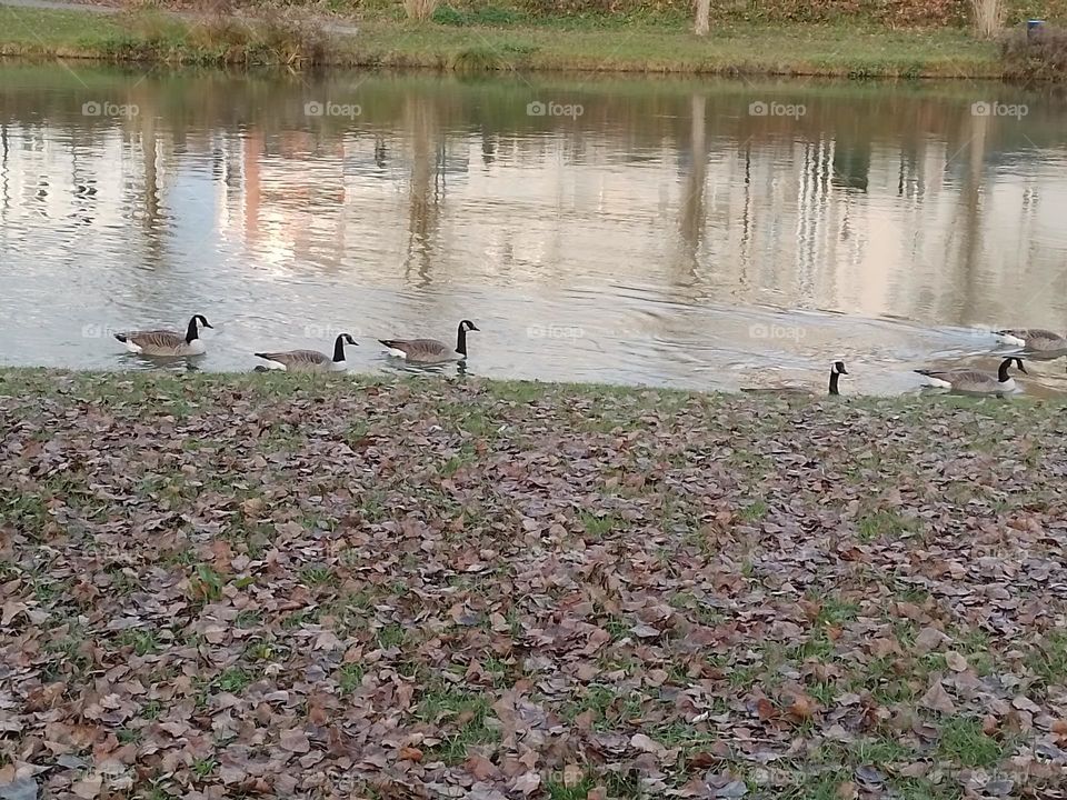 ducks in the water