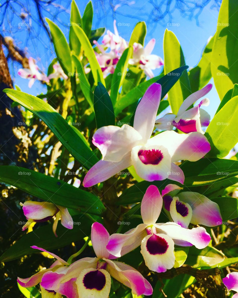 #Orquídeas do nosso lar-doce-lar!
Aqui privilegiamos a #Mãe-#Natureza.
🌸
#fotografia
#orquídea
#beleza
