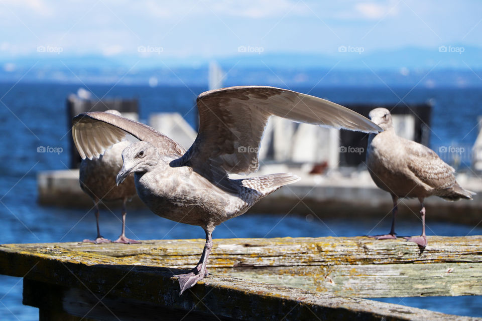 Seagulls