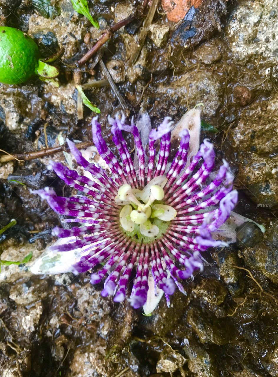 Purple tropical flower 
