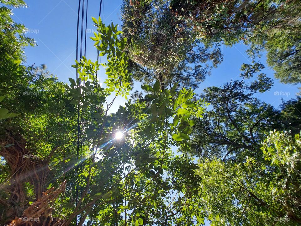 The Sunshine Shining Through