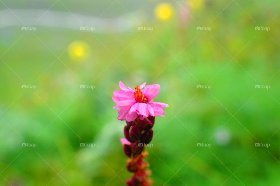 A lone Hillside Flower 
