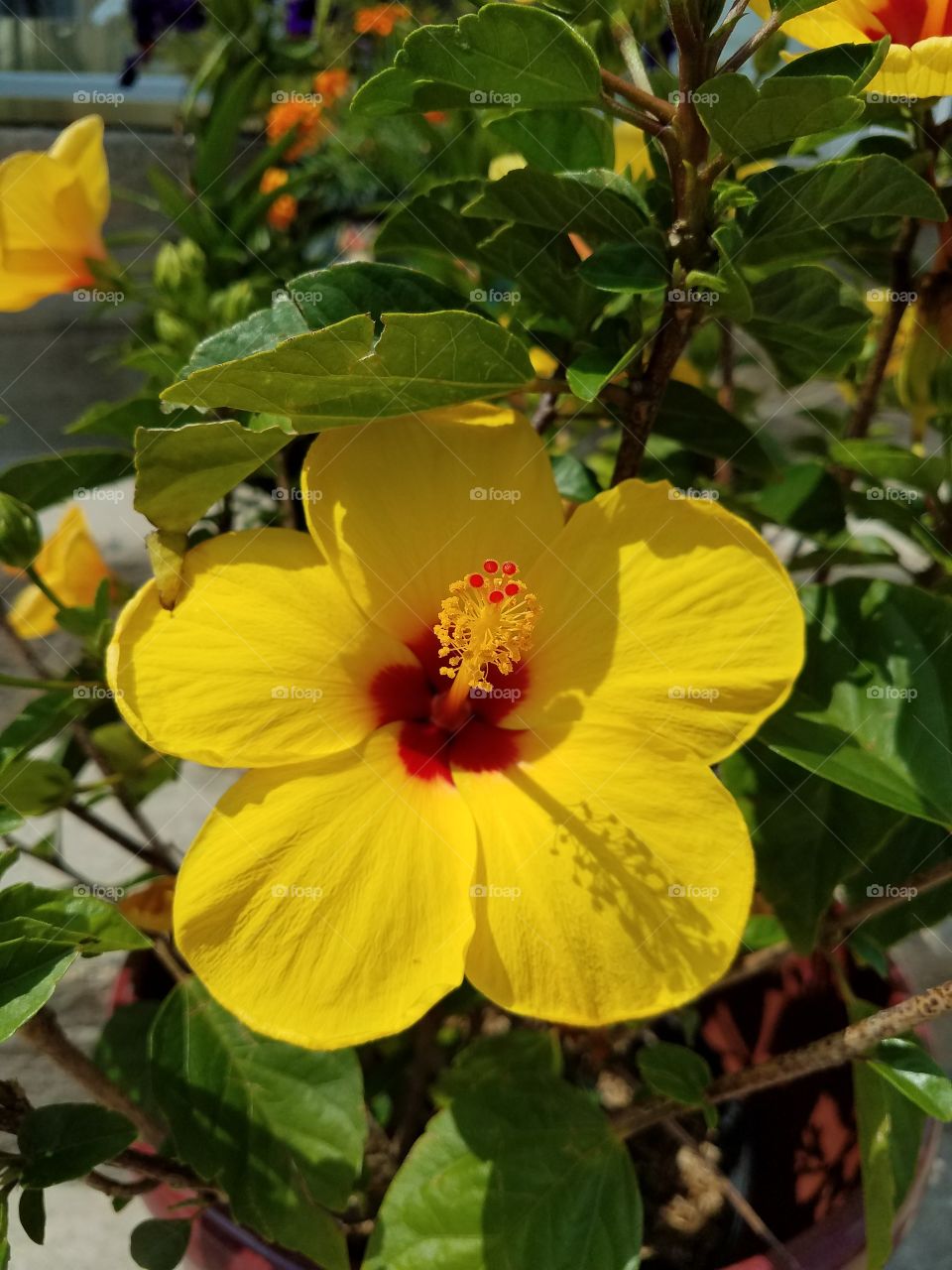 Lilly flowers