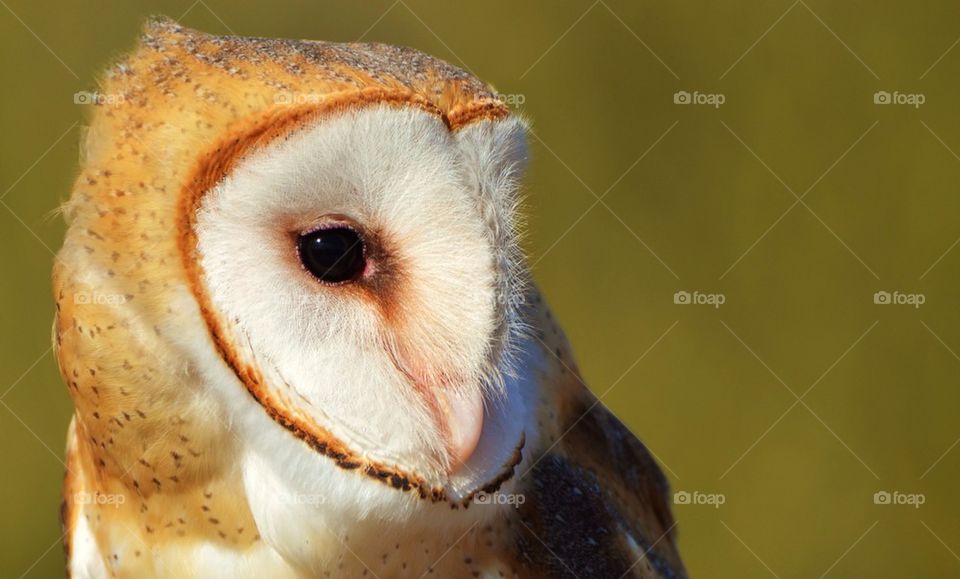 Barn Owl