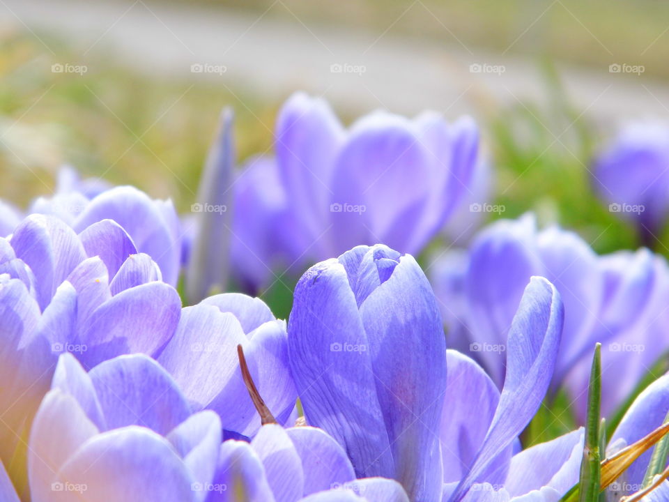 beautiful spring flowers and beautiful color