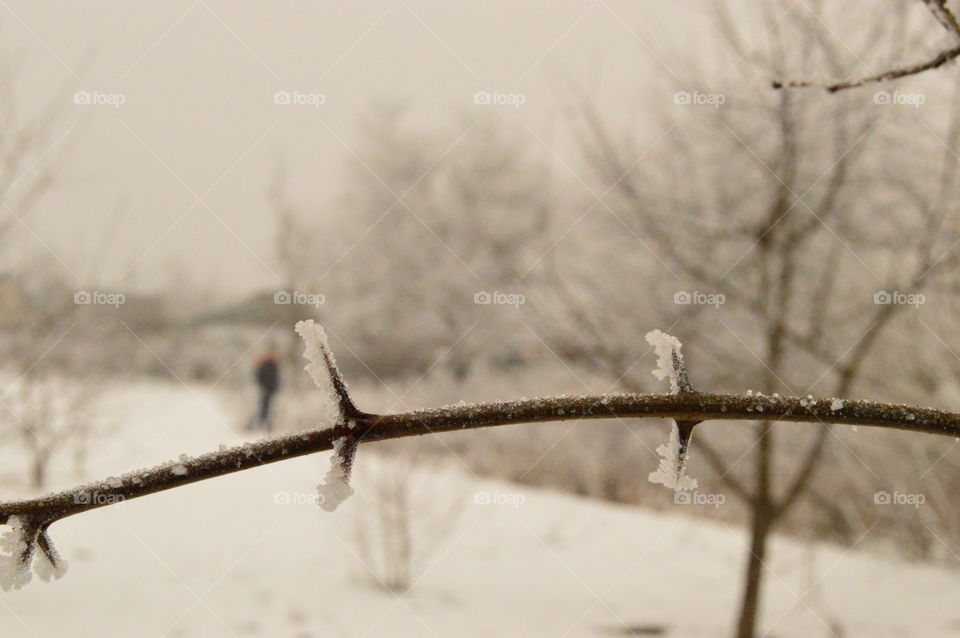 Acacia in the snow