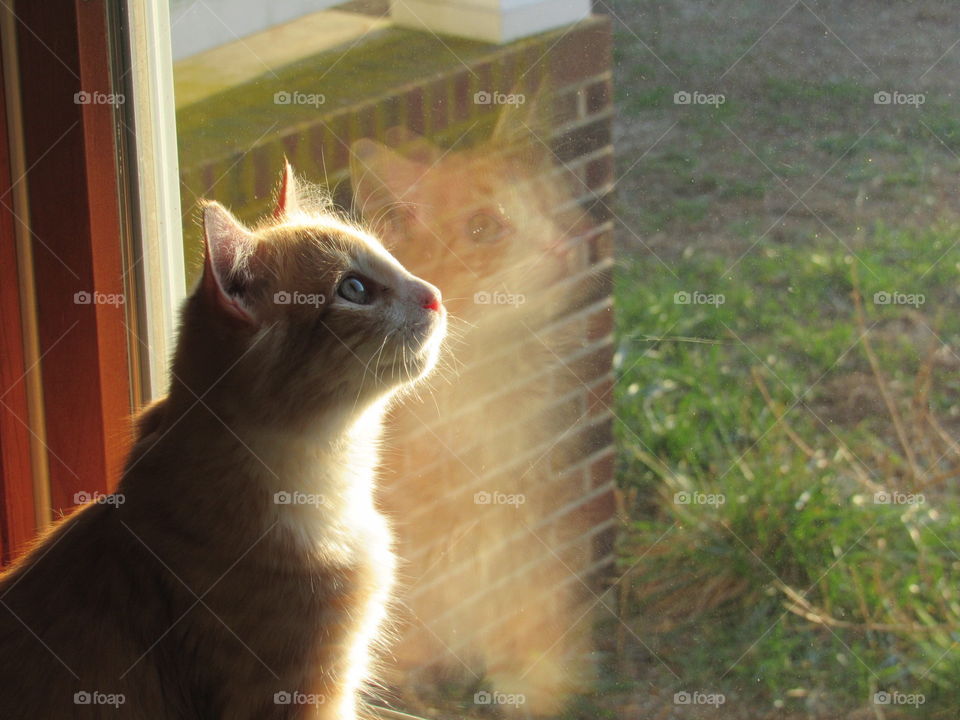 Cat and his reflection