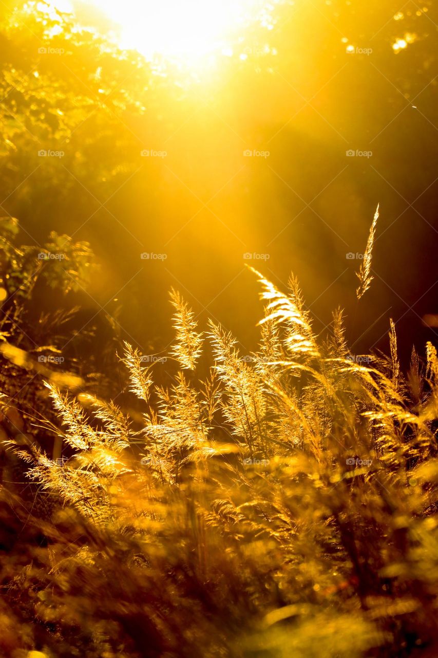 Golden hour in a forest