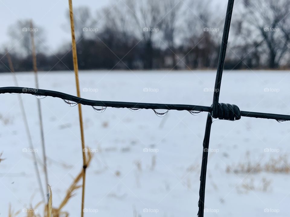 Closeup of water droplets in a wire fence, snowy field and bare trees in the background