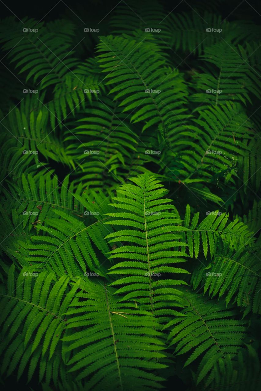 Magic fern