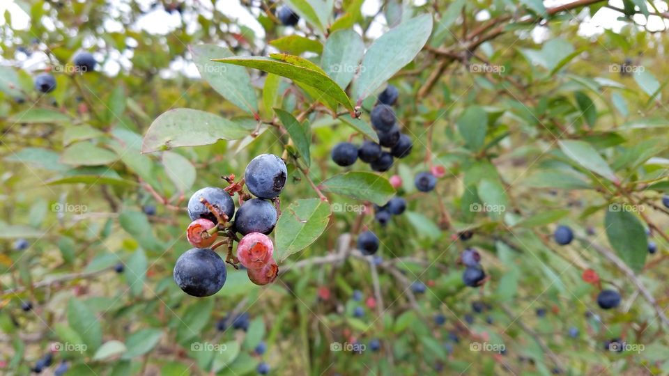 Blueberry picking season