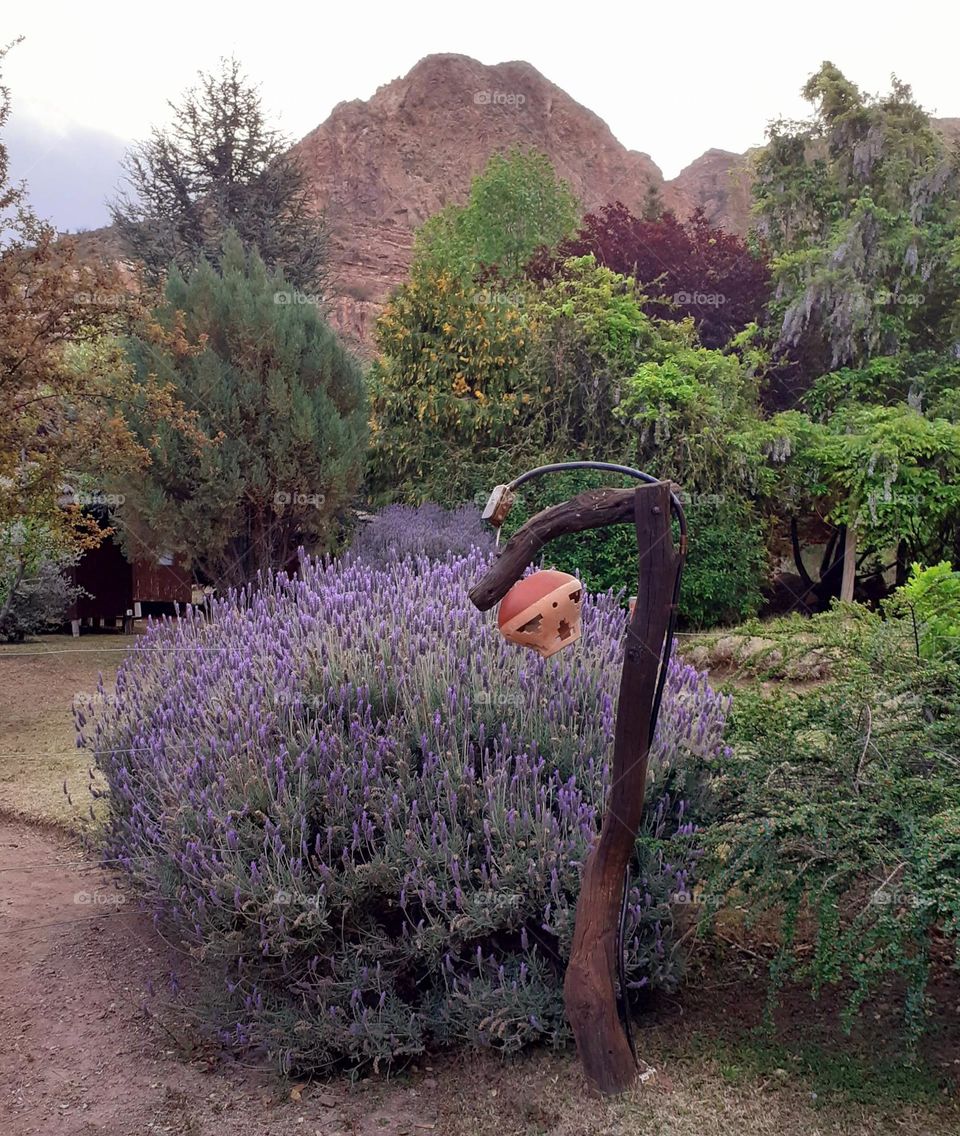 plantas de lavanda en la montaña