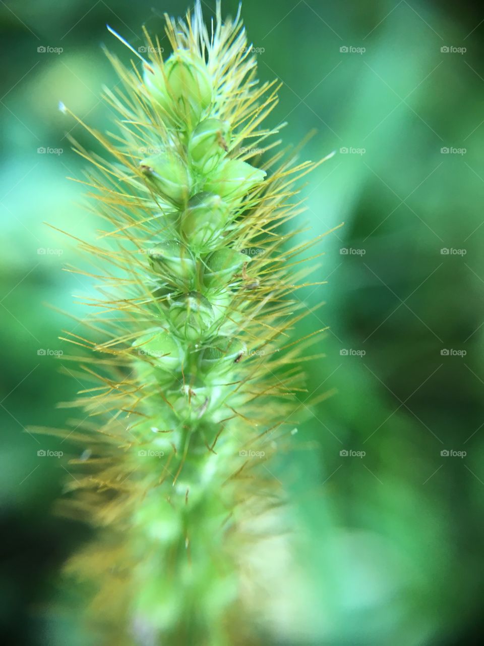 Grass closeup