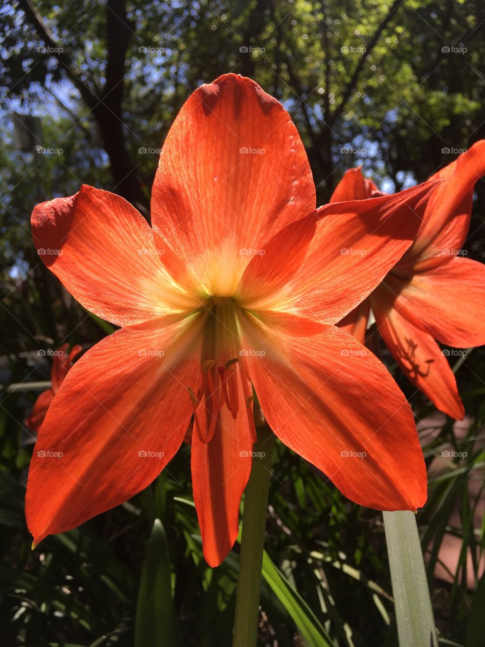 Lírios! - 🌺Fim de #cooper!
Suado, cansado e feliz, alongando e curtindo a beleza das #flores. E esse belo #lírio?
🏁
#corrida #treino #flor #flower #flowers #pétalas #pétala #jardim #jardinagem #garden #flora #run #running #esporte #alongamento 