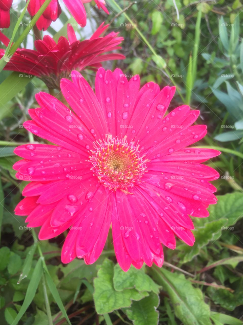 Daisy with water drops 