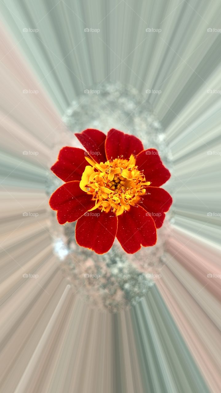 High angle view of bright flower