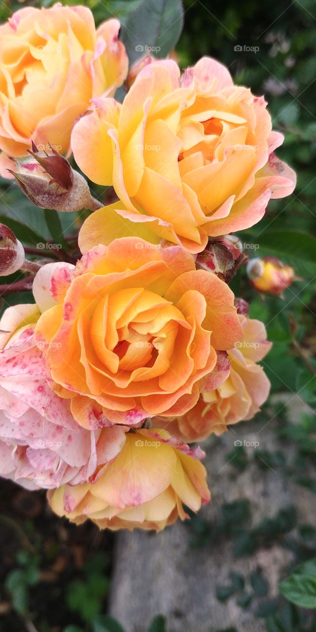 Rose blume Frühling flower orange gelb schön beautyful