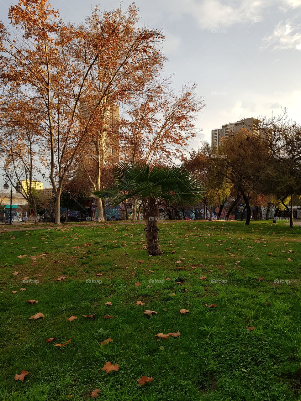 Palm tree Santiago de Chile