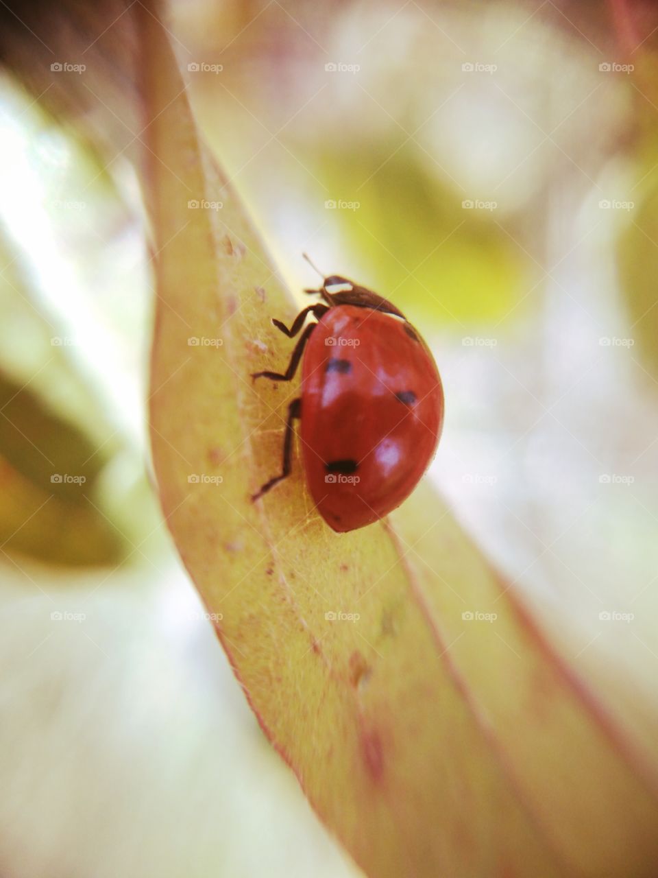 Ladybug on a leaf.