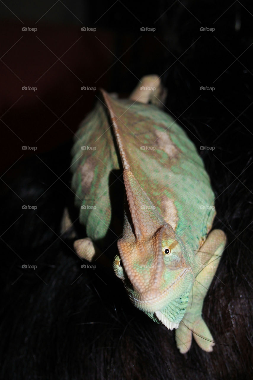 High angle view of chameleon