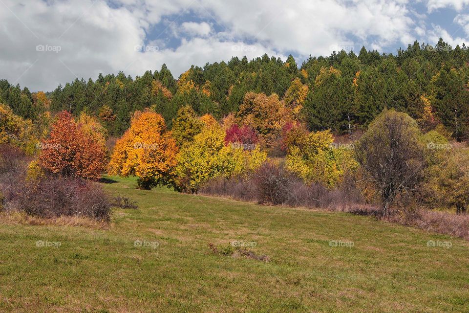 Colorful woods