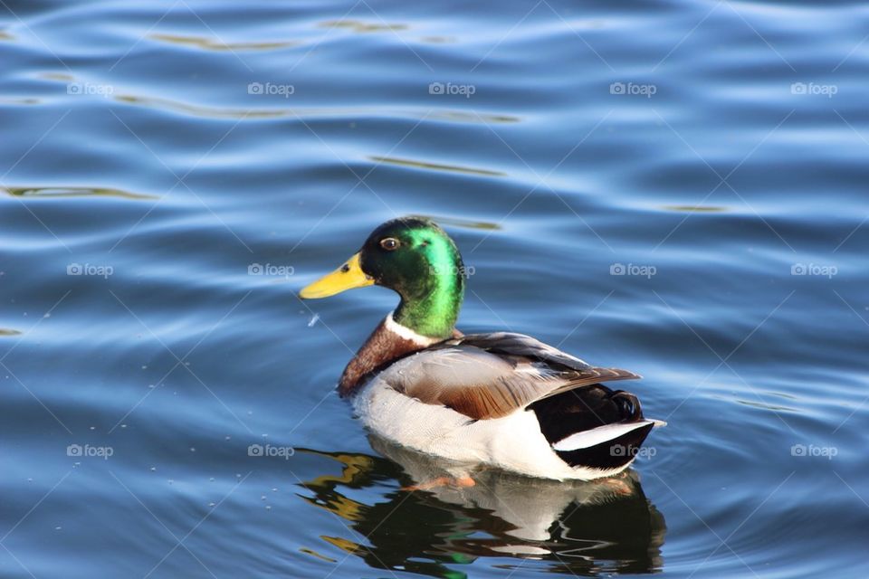 Duck on the Lake