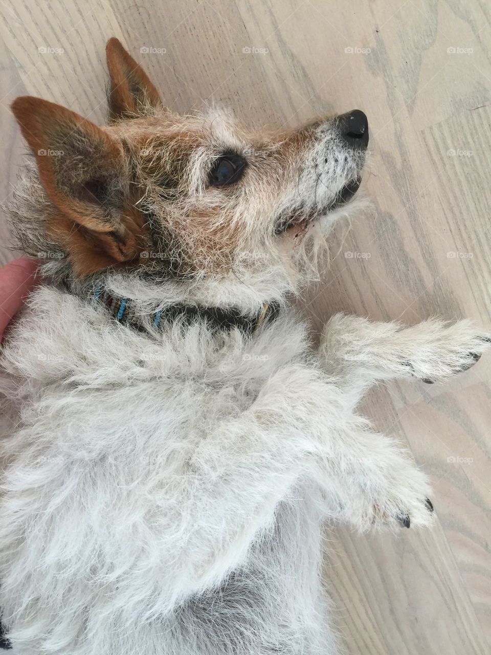 Dog lying on floor